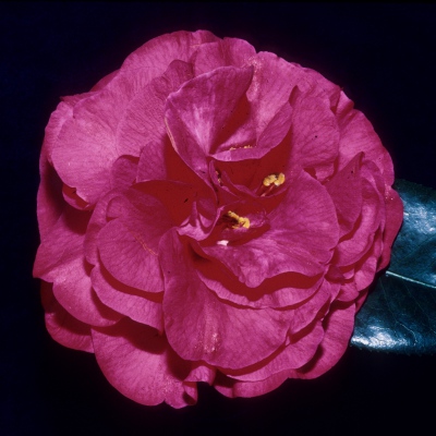 Jean B. Saxby